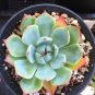 Rainbow Succulent Bonsai Seedling Perennial Office Mini Bonsai Plant 200 Seeds