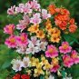 Peruvian lily seeds home garden flowers bonsai potted alstroemeria 240 Seeds