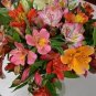 Peruvian lily seeds home garden flowers bonsai potted alstroemeria 240 Seeds