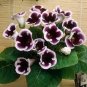 Gloxinia Bonsai Sinningia Gloxinia Flower Bonsai 200 Seeds