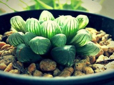 Fresh Real Haworthia cooperi Baker Plant semillas Sementes 100 Seeds