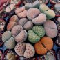 Beauty Mixed Mini Lithops Bonsai Plants Cactus Bonsai Plants 200 Seeds