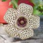 Stapelia pulchella Seeds Stone Cactus Seeds Lithops Mix Succulents Raw Rare 200 Seeds
