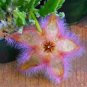 Stapelia pulchella Seeds Stone Cactus Seeds Lithops Mix Succulents Raw Rare 200 Seeds