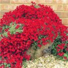 Rainbow Creeping Thyme Plants Blue Rock CRESS Plants - Perennial Ground Cover Flower 400 Seeds