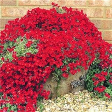 Rainbow Creeping Thyme Plants Blue Rock CRESS Plants - Perennial Ground Cover Flower 400 Seeds