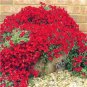 Rainbow Creeping Thyme Plants Blue Rock CRESS Plants - Perennial Ground Cover Flower 400 Seeds