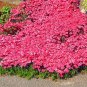 Rainbow Creeping Thyme Plants Blue Rock CRESS Plants - Perennial Ground Cover Flower 400 Seeds