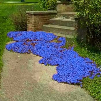 Rainbow Creeping Thyme Plants Blue Rock CRESS Plants - Perennial Ground Cover Flower 400 Seeds