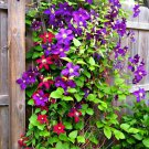 Clematis Bonsai Clematis Montana Mayleen Garden Pink Vine Flowers Plant 200 Seeds