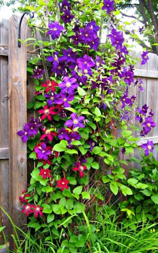 Clematis Bonsai Clematis Montana Mayleen Garden Pink Vine Flowers Plant 200  Seeds