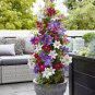 Clematis Bonsai Clematis Montana Mayleen Garden Pink Vine Flowers Plant 200 Seeds