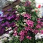 Clematis Bonsai Clematis Montana Mayleen Garden Pink Vine Flowers Plant 200 Seeds
