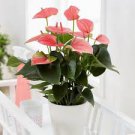 Anthurium Andraeanu Bonai Plant Colorful Anthurium Potted Flowers 200 Seeds