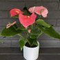 Anthurium Andraeanu Bonai Plant Colorful Anthurium Potted Flowers 200 Seeds
