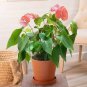 Anthurium Andraeanu Bonai Plant Colorful Anthurium Potted Flowers 200 Seeds