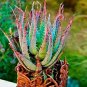 Rare Rainbow Aloe Vera Bonsai Flowers Perfect Color Succulents Plant 200 Seeds