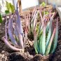 Rare Rainbow Aloe Vera Bonsai Flowers Perfect Color Succulents Plant 200 Seeds