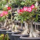 Desert Rose Bonsai, Potted Flowers Bonsai 2 Seeds