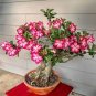 Desert Rose Bonsai, Potted Flowers Bonsai 2 Seeds