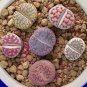 Beauty Mixed Mini Lithops Bonsai Plants Cactus Bonsai Plants 200 Seeds