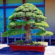 Evergreen Cedar Tree 40 Seeds