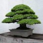 Evergreen Cedar Tree 40 Seeds