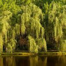Beautiful True Seeds Fresh Giant Garden Decoration Green Willow Tree 100 Seeds