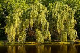 Beautiful True Seeds Fresh Giant Garden Decoration Green Willow Tree 100 Seeds