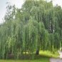 Beautiful True Seeds Fresh Giant Garden Decoration Green Willow Tree 100 Seeds