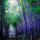 Rare Purple Timor Bambusa Black Bamboo Plant 100 Seeds