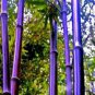 Rare Purple Timor Bambusa Black Bamboo Plant 100 Seeds