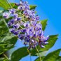 Wisteria Flower Seeds Light Green Color 20 Seeds