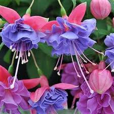 Double Petals Fuchsia Bonsai Bell Flower Lantern Begonia Potted Flower Hanging Plants 200 Seeds