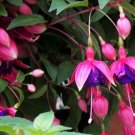 Fuchsia Bonsai Garden Balcony Lanterns Flowers Begonia Malus Spectabilis Bonsai 400 Seeds
