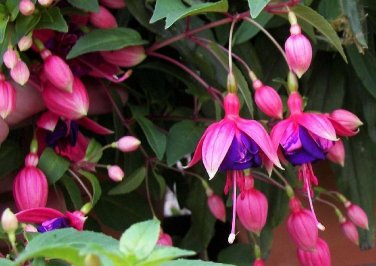 Fuchsia Bonsai Garden Balcony Lanterns Flowers Begonia Malus Spectabilis Bonsai 400 Seeds