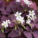 Oxalis Wood Sorrel Flower Oxalis Purple Shamrock Clover 400 Seeds