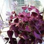Oxalis Wood Sorrel Flower Oxalis Purple Shamrock Clover 400 Seeds