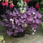 Oxalis Wood Sorrel Flower Oxalis Purple Shamrock Clover 400 Seeds