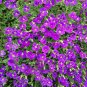 Aubrieta Cascade Bonsai Purple Flower Plants Superb Perennial Ground Cover 200 Seeds