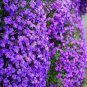 Aubrieta Cascade Bonsai Purple Flower Plants Superb Perennial Ground Cover 200 Seeds