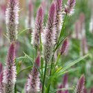 Liatris spicata seeds Rare Flamingo cockscomb (celosia spicata) Bonsai Plant 200 Seeds