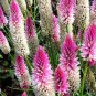 Liatris spicata seeds Rare Flamingo cockscomb (celosia spicata) Bonsai Plant 200 Seeds