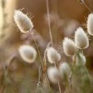 Rabbit Tails Grass Bonsai Colorful Fescue Bonsai Ornamental Grasses Bonsai 600 Seeds