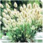 Rabbit Tails Grass Bonsai Colorful Fescue Bonsai Ornamental Grasses Bonsai 600 Seeds