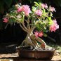 Desert Rose Bonsai Ornamental Plants Balcony Bonsai Potted Flowers Drawf Adenium 2 Seeds