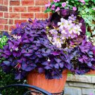 Rare Mixed Oxalis Bonsai Flowers Cuckooflower Rotary Sorrel Versicolor 400 Seeds