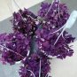 Rare Mixed Oxalis Bonsai Flowers Cuckooflower Rotary Sorrel Versicolor 400 Seeds