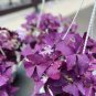 Rare Mixed Oxalis Bonsai Flowers Cuckooflower Rotary Sorrel Versicolor 400 Seeds