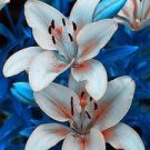 Lots Bulk seedsplants Garden Decoration Floral Plants Blue Rare Lily Bulbs 100 Seeds